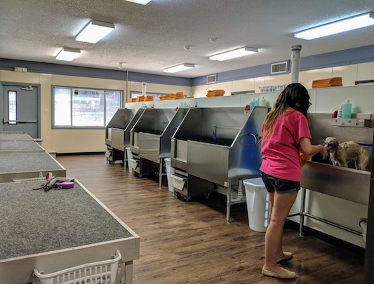 Self serve dog wash business store near me